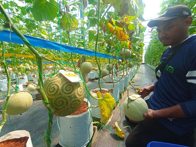 Panen Raya Melon, Asera Tawarkan Teknologi dan Edukasi